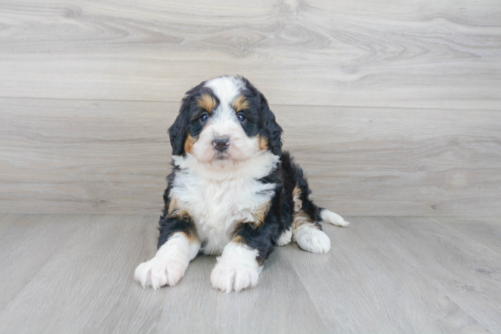 Best Mini Bernedoodle Baby