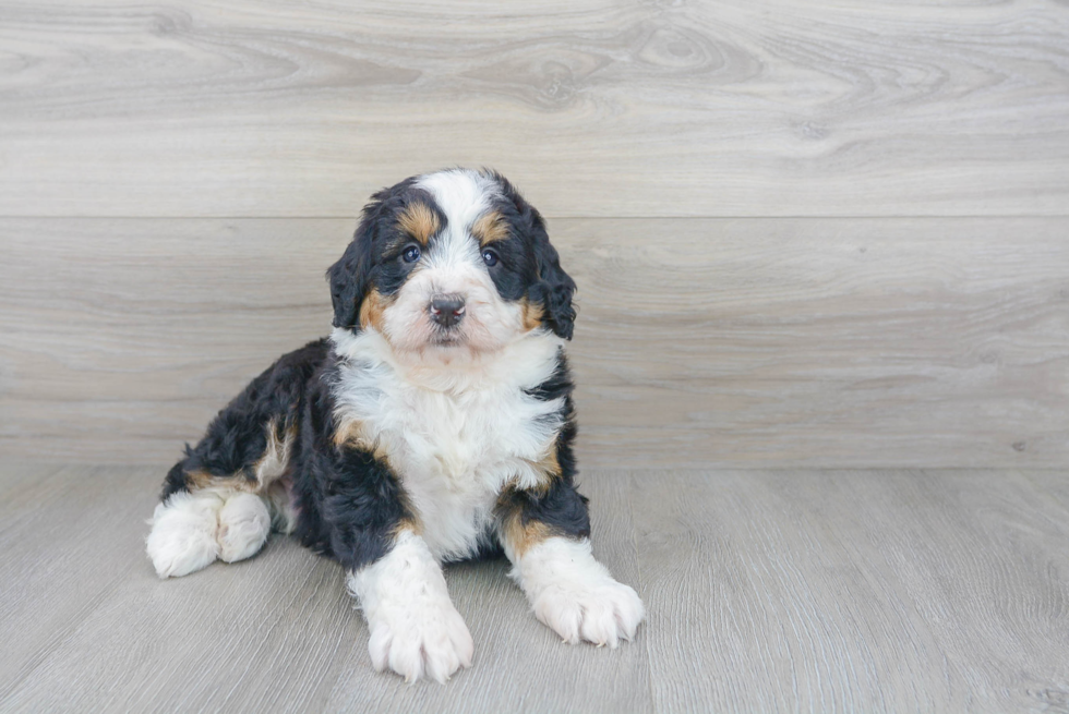 Friendly Mini Bernedoodle Baby