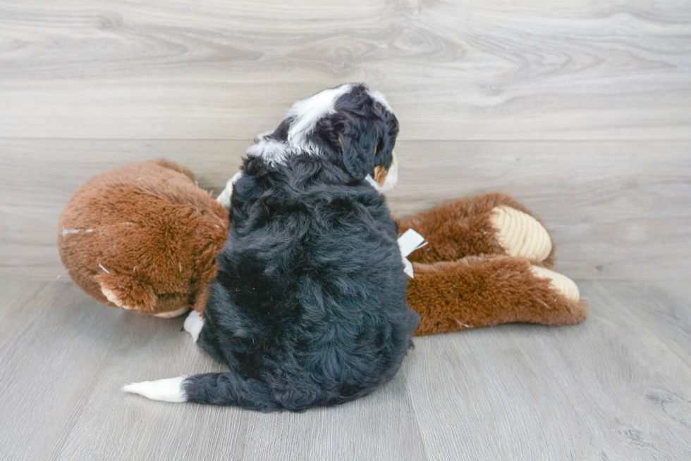 Fluffy Mini Bernedoodle Poodle Mix Pup