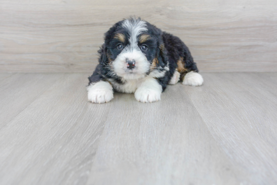 Small Mini Bernedoodle Baby