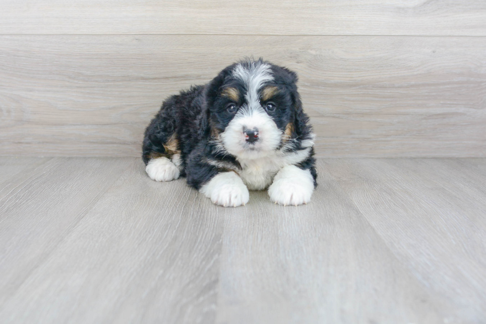 Adorable Bernadoodle Poodle Mix Puppy