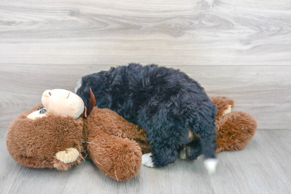 Mini Bernedoodle Puppy for Adoption