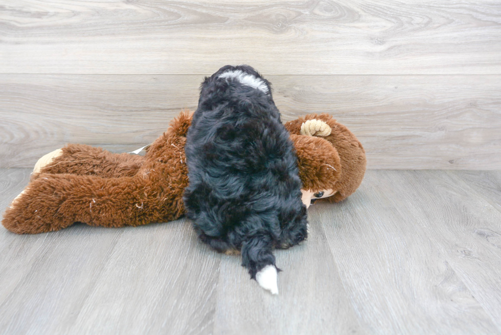 Best Mini Bernedoodle Baby