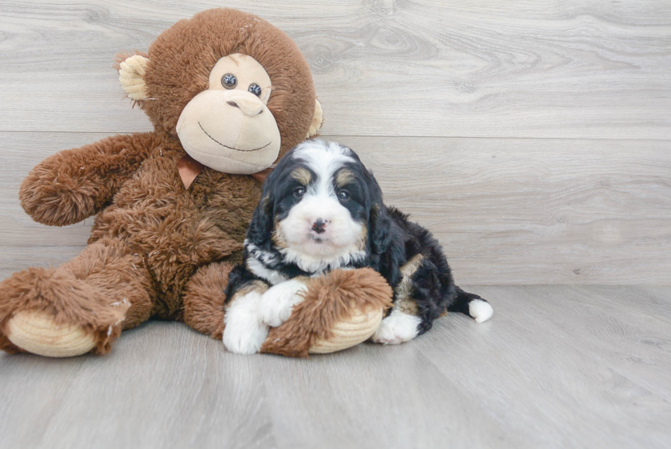 Mini Bernedoodle Puppy for Adoption