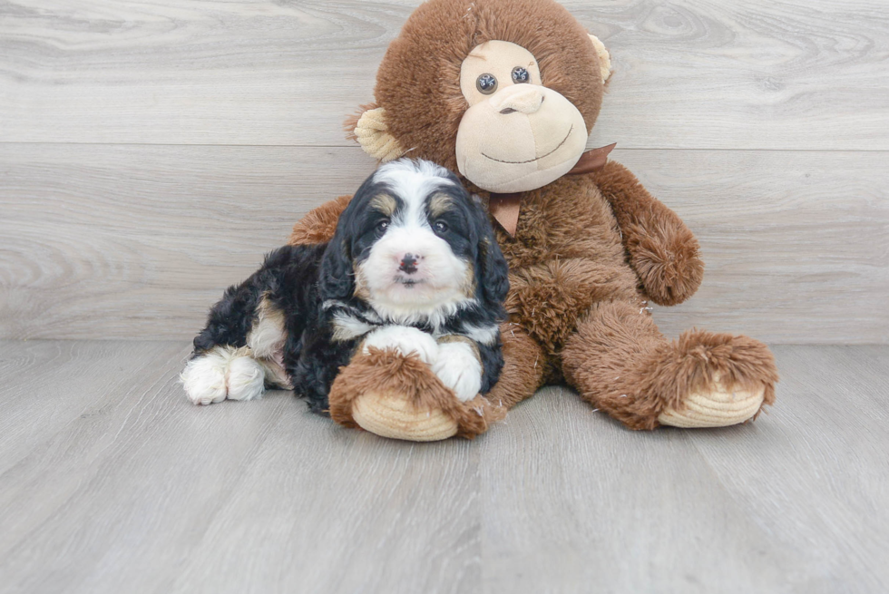 Fluffy Mini Bernedoodle Poodle Mix Pup