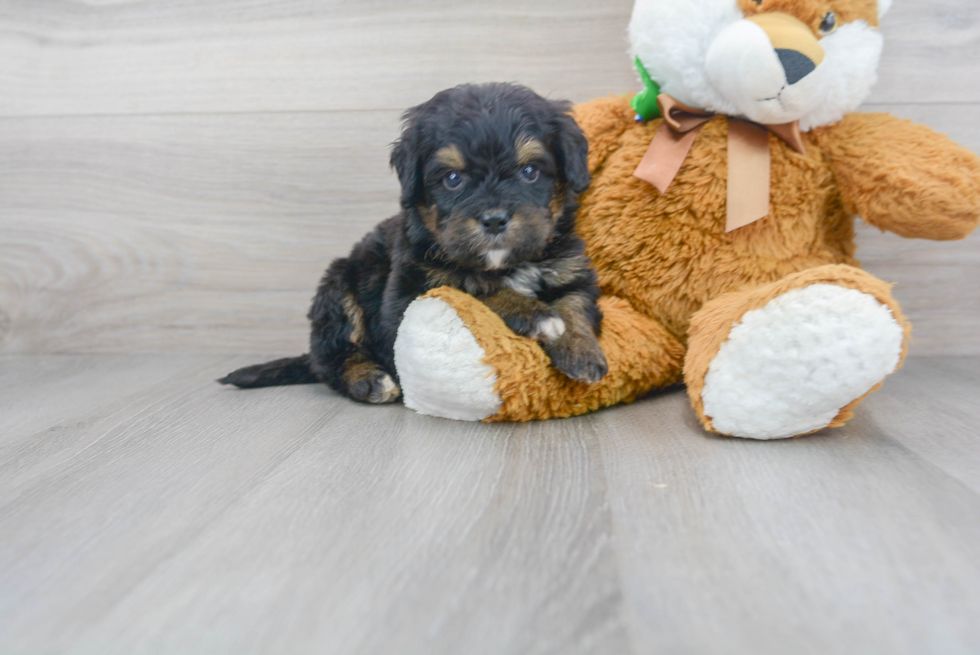 Mini Bernedoodle Pup Being Cute