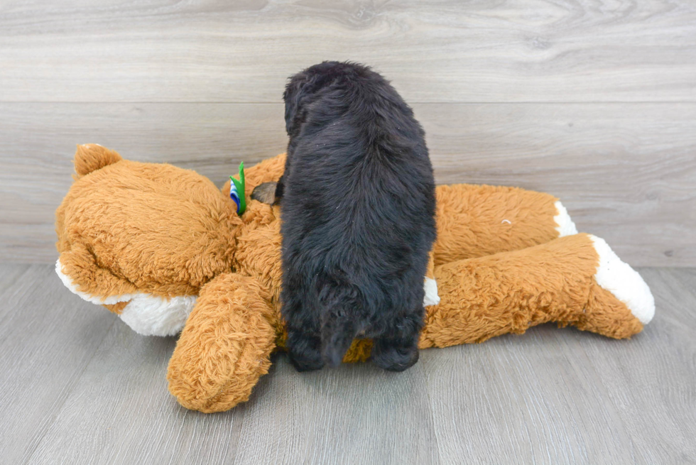 Popular Mini Bernedoodle Poodle Mix Pup