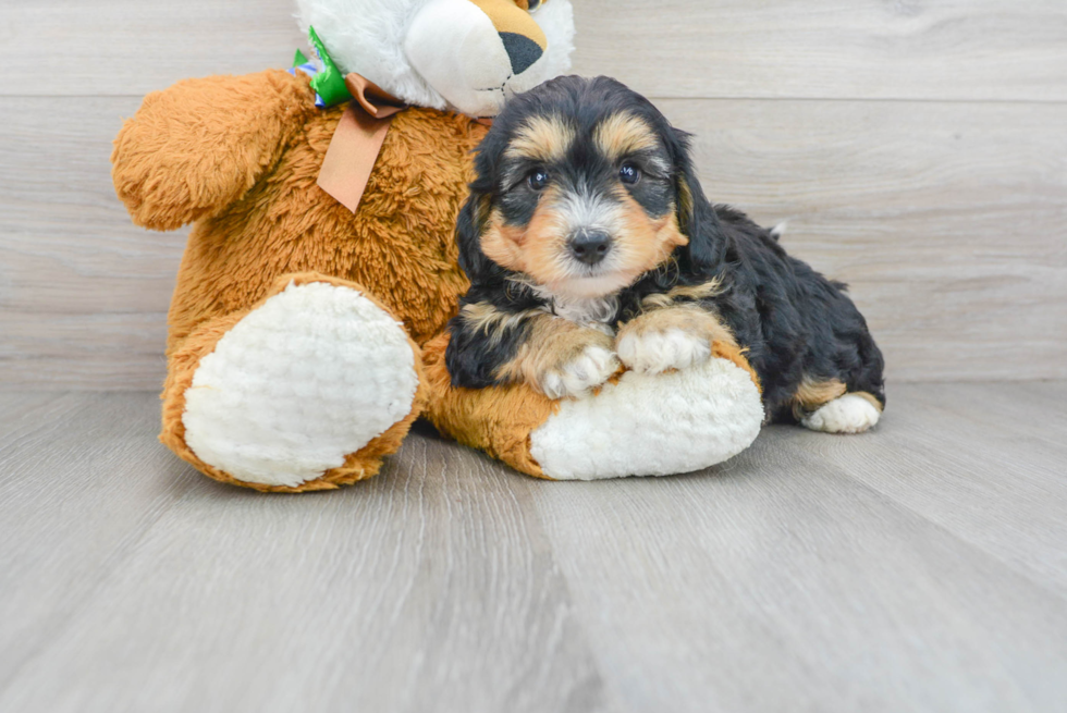 Energetic Bernadoodle Poodle Mix Puppy