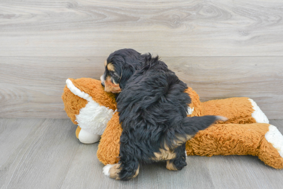 Best Mini Bernedoodle Baby