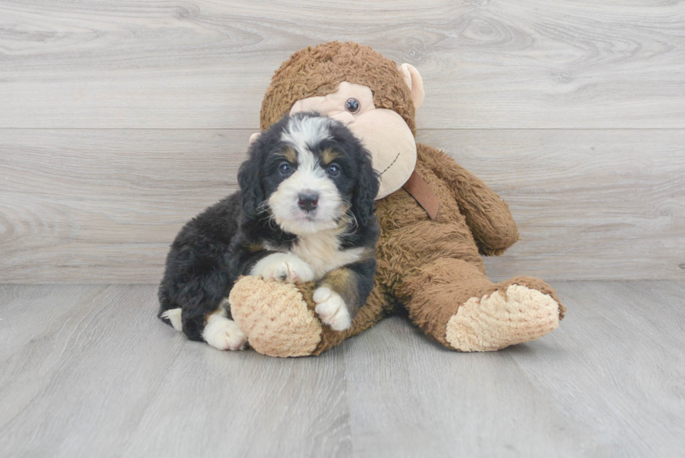 Friendly Mini Bernedoodle Baby