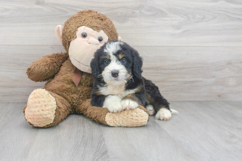 Little Mini Berniedoodle Poodle Mix Puppy