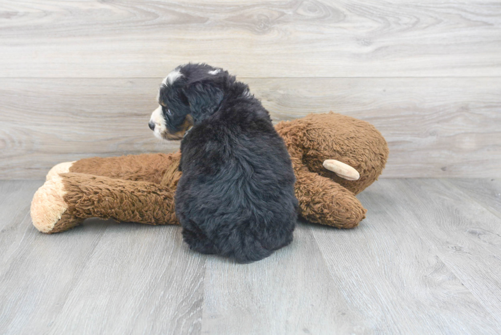 Best Mini Bernedoodle Baby