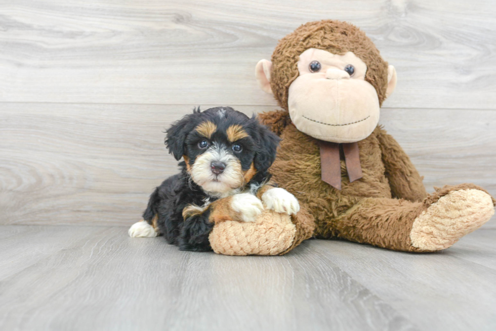 Best Mini Bernedoodle Baby