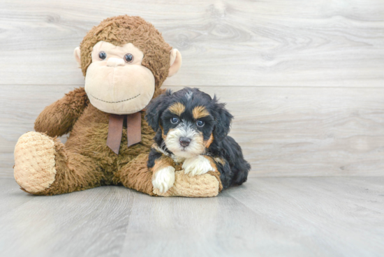 Mini Bernedoodle Puppy for Adoption