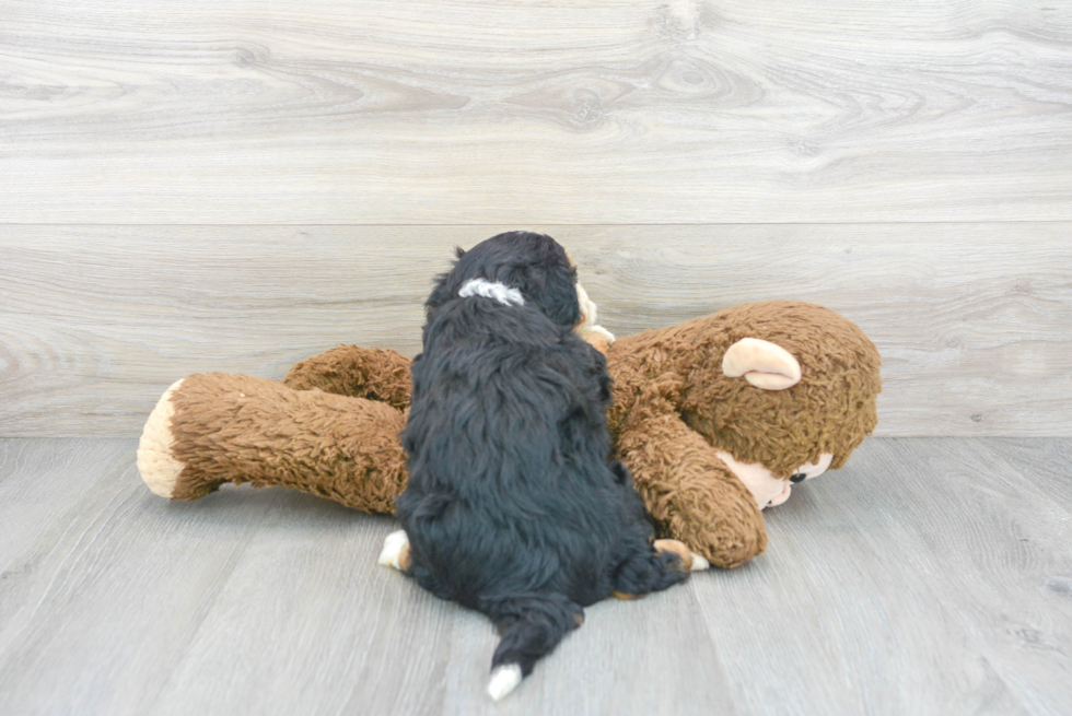 Happy Mini Bernedoodle Baby