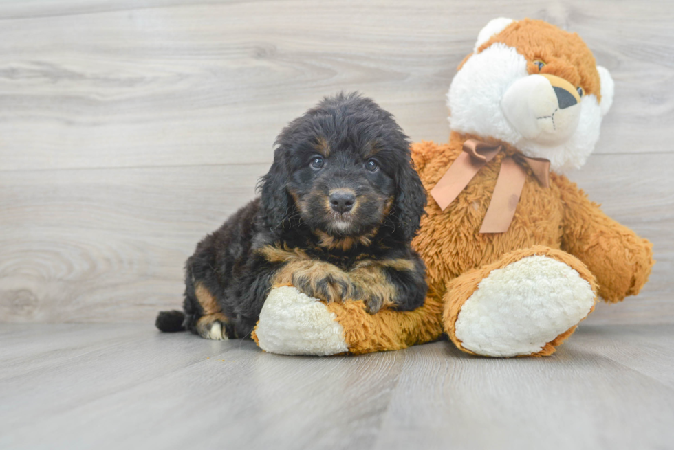 Funny Mini Bernedoodle Poodle Mix Pup