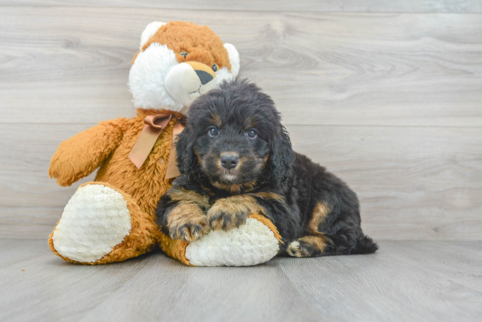 Little Bernadoodle Poodle Mix Puppy