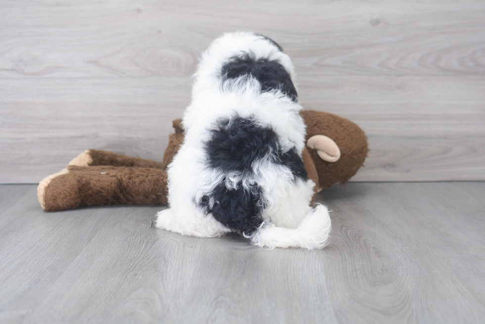 Cute Mini Bernedoodle Baby