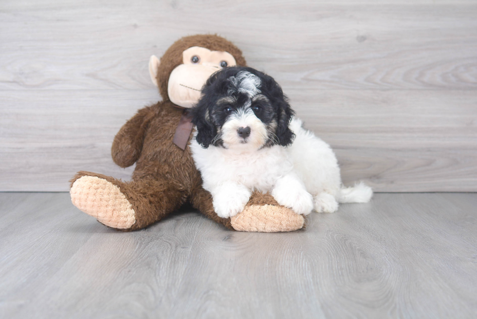 Mini Bernedoodle Puppy for Adoption