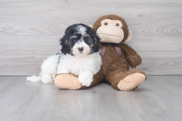 Happy Mini Bernedoodle Baby