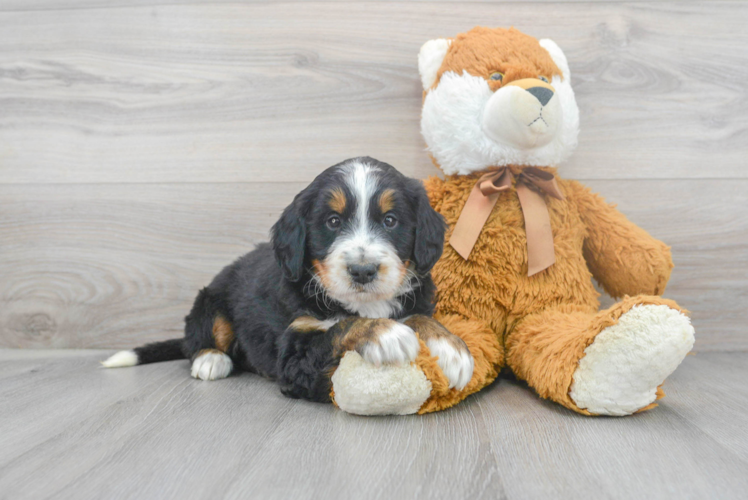 Happy Mini Bernedoodle Baby