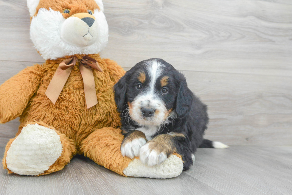 Cute Mini Bernedoodle Baby