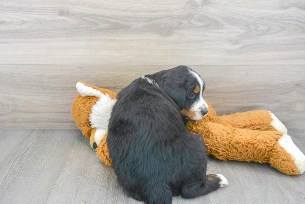 Best Mini Bernedoodle Baby