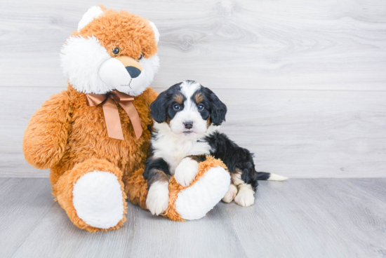 Mini Bernedoodle Puppy for Adoption