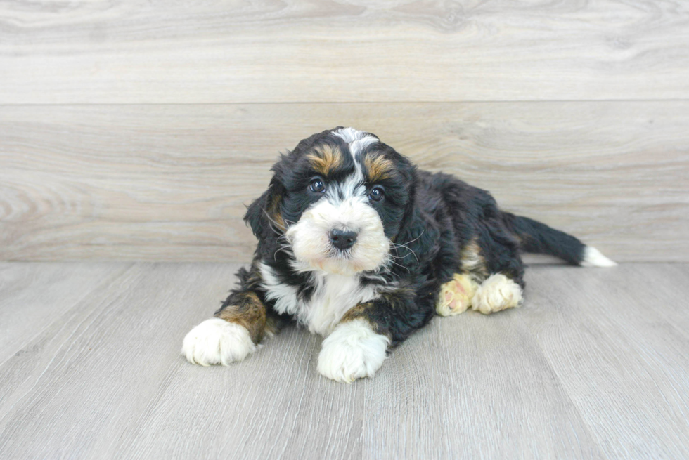 Mini Bernedoodle Puppy for Adoption