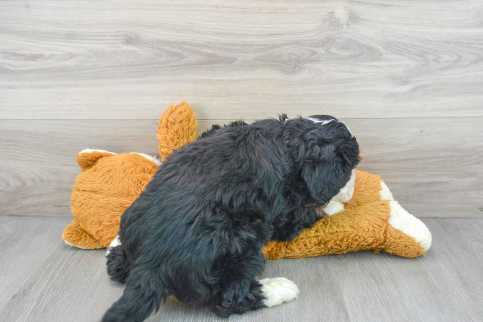 Mini Bernedoodle Pup Being Cute