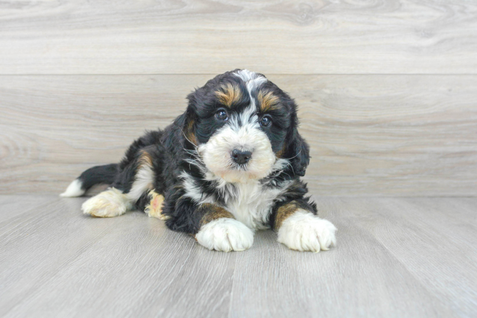 Sweet Mini Bernedoodle Baby