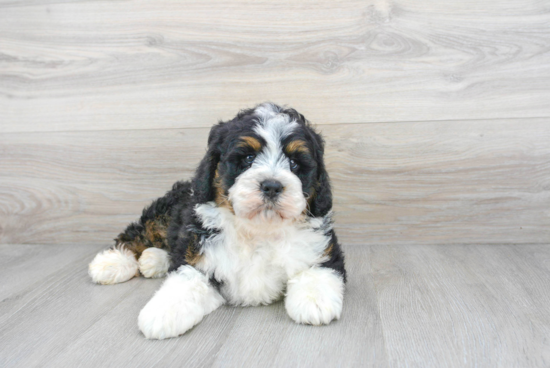 Mini Bernedoodle Puppy for Adoption