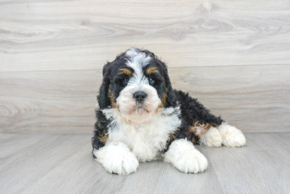 Little Mini Berniedoodle Poodle Mix Puppy