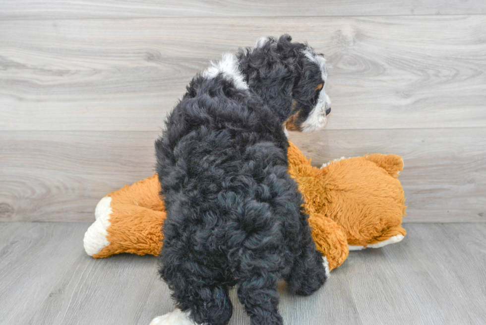 Mini Bernedoodle Pup Being Cute