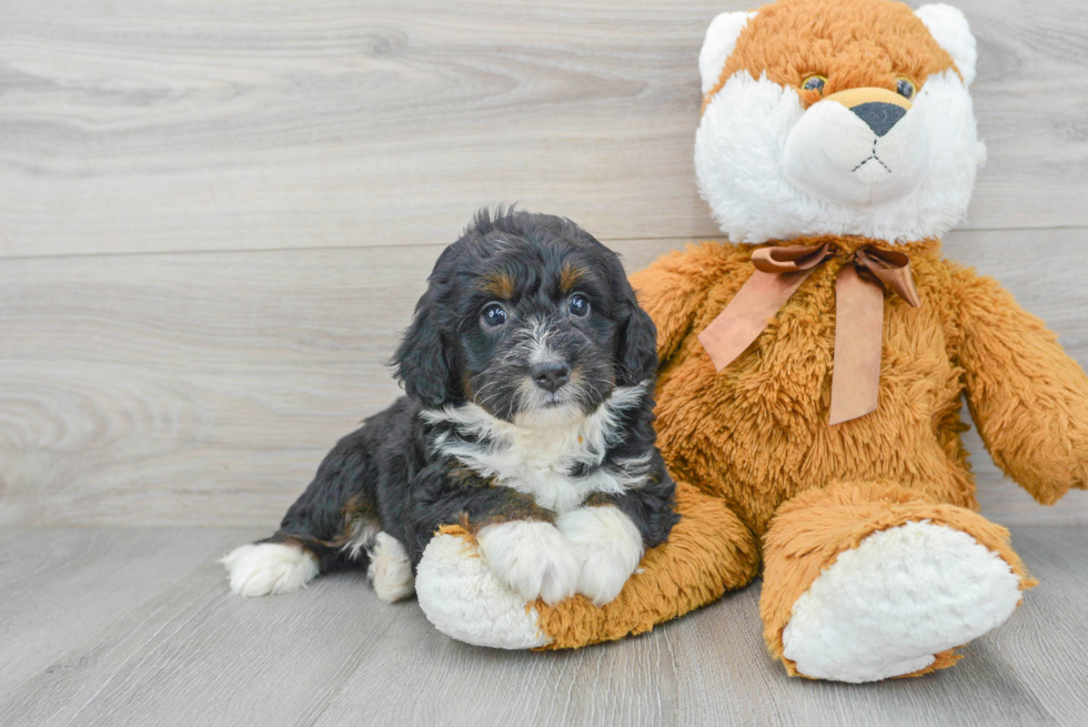 Playful Bernadoodle Poodle Mix Puppy