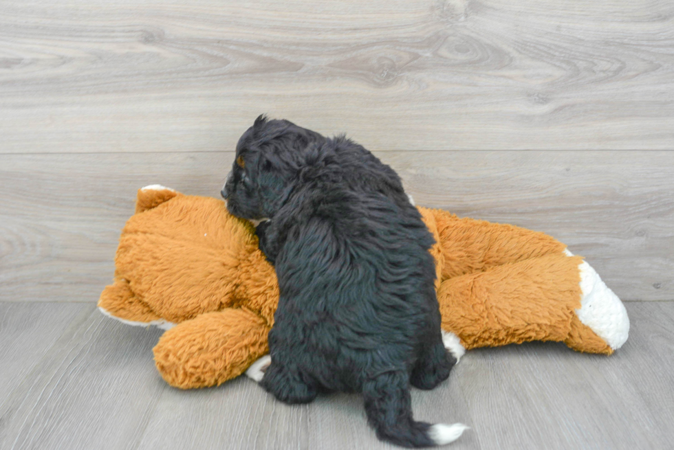 Friendly Mini Bernedoodle Baby