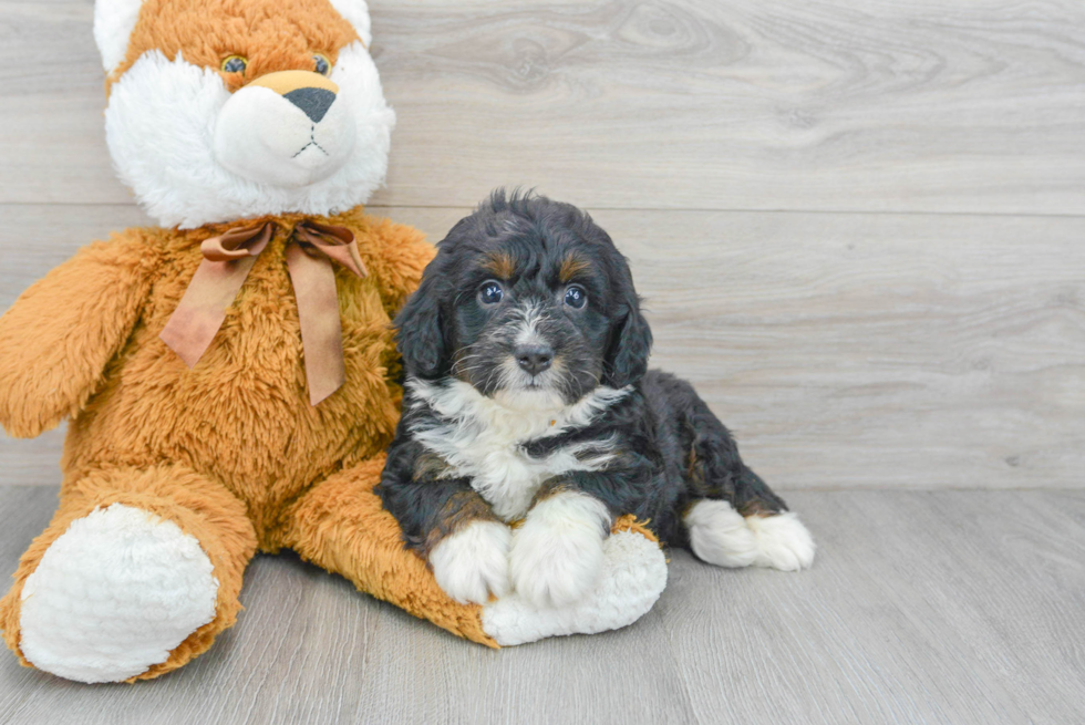 Energetic Bernadoodle Poodle Mix Puppy