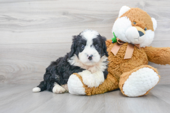 Cute Mini Bernedoodle Baby