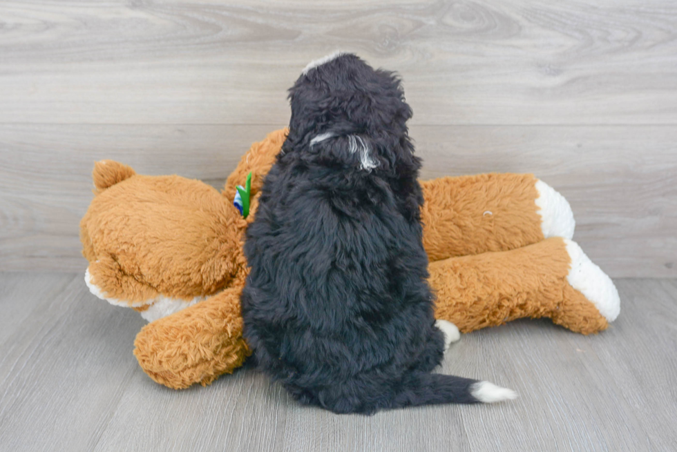 Mini Bernedoodle Pup Being Cute