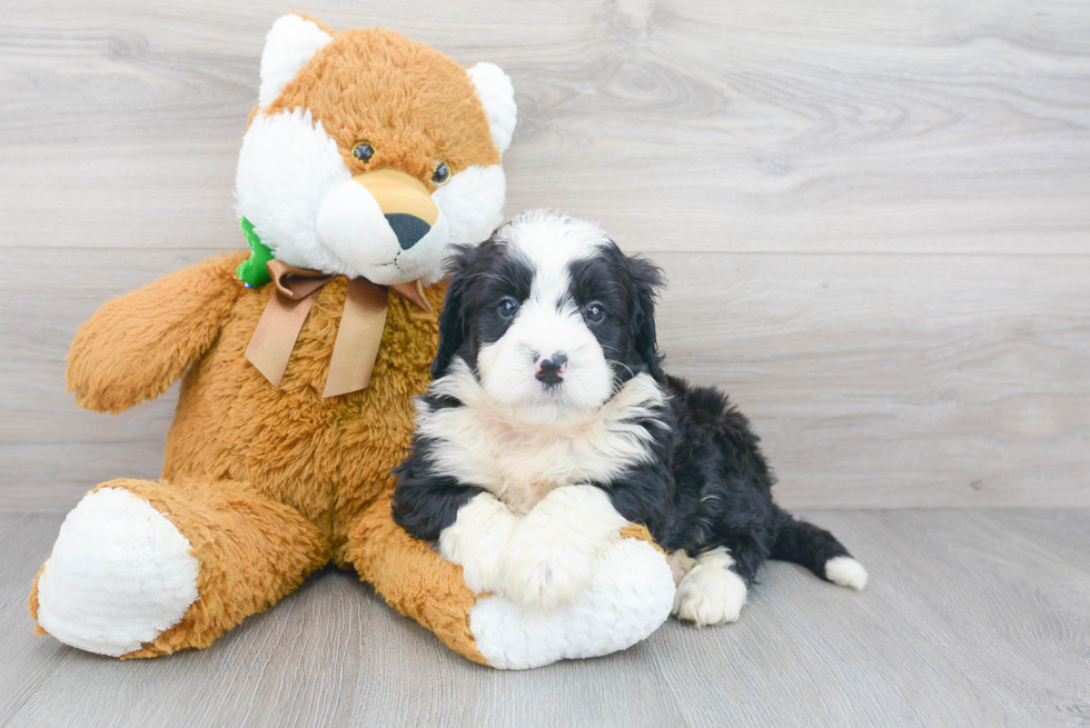 Mini Bernedoodle Pup Being Cute