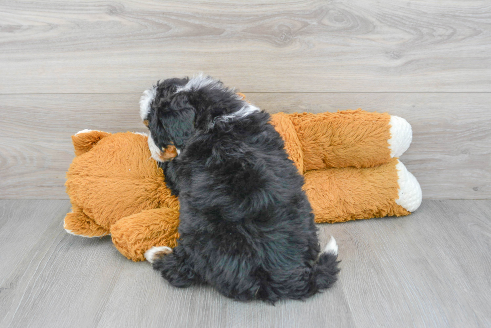Petite Mini Bernedoodle Poodle Mix Pup