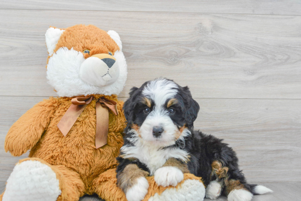 Cute Mini Bernedoodle Baby