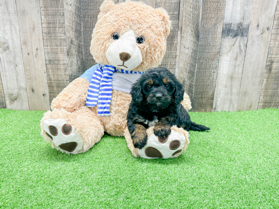 Popular Mini Bernedoodle Poodle Mix Pup