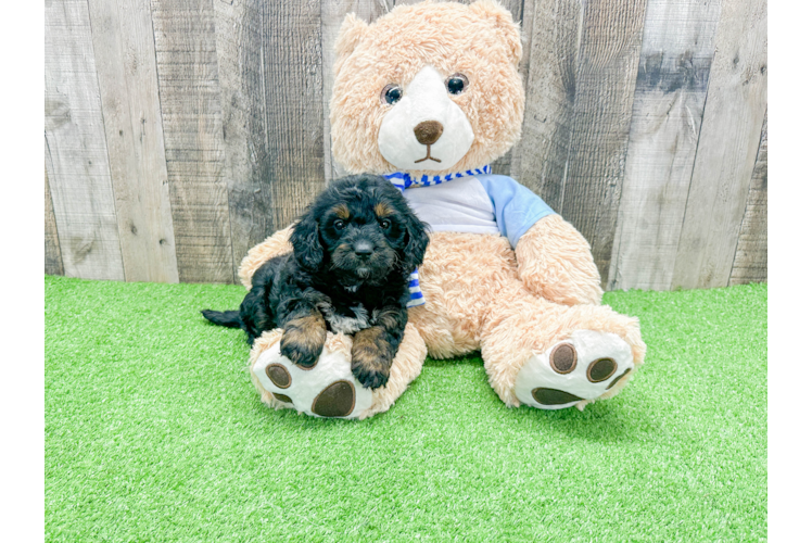 Funny Mini Bernedoodle Poodle Mix Pup