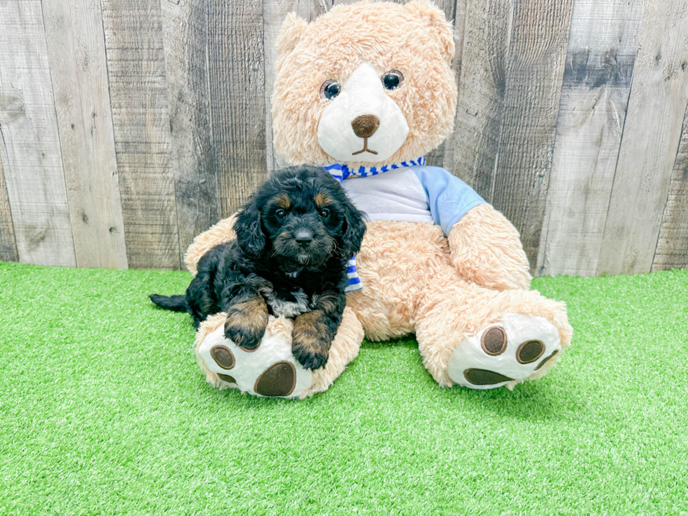 Funny Mini Bernedoodle Poodle Mix Pup