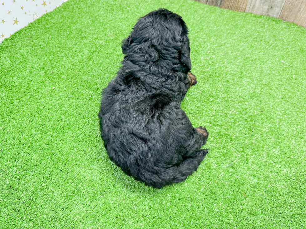 Best Mini Bernedoodle Baby