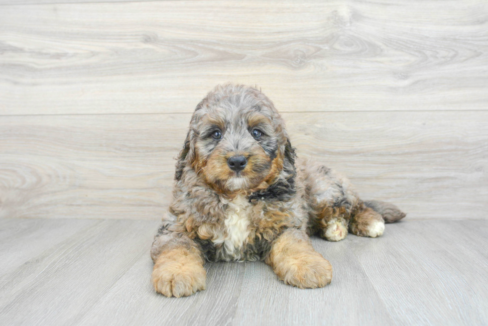 Mini Bernedoodle Pup Being Cute