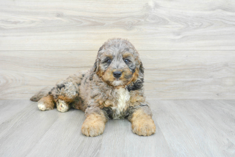 Mini Bernedoodle Puppy for Adoption