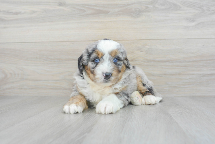 Best Mini Bernedoodle Baby