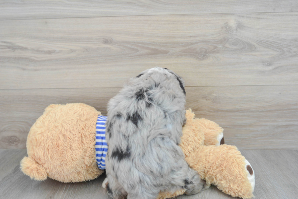 Mini Bernedoodle Pup Being Cute